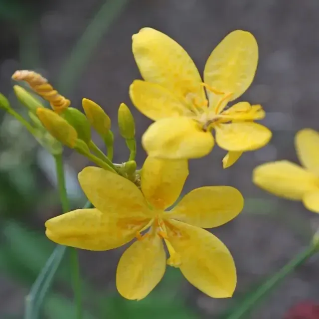 thumbnail for publication: Iris domestica: Blackberry Lily